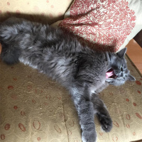 Nebelung, Kedi  Kırçıl fotoğrafı
