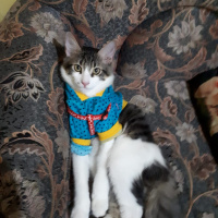 Tekir Kedi, Kedi  Köfte fotoğrafı