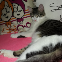 Tekir Kedi, Kedi  Köfte fotoğrafı