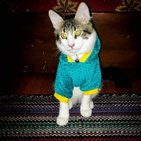 Tekir Kedi, Kedi  Köfte fotoğrafı