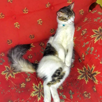 Tekir Kedi, Kedi  Köfte fotoğrafı