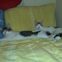 Tekir Kedi, Kedi  Köfte fotoğrafı
