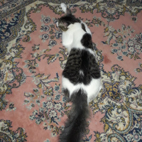 Tekir Kedi, Kedi  Köfte fotoğrafı