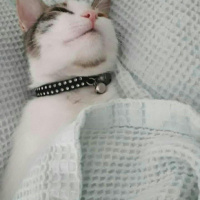 Tekir Kedi, Kedi  Latte fotoğrafı