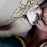 Tekir Kedi, Kedi  Latte fotoğrafı