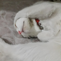 Tekir Kedi, Kedi  Latte fotoğrafı