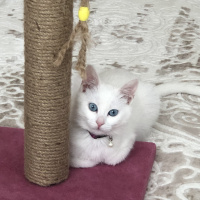 Van Kedisi, Kedi  Bihter fotoğrafı
