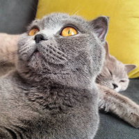 Scottish Fold, Kedi  çekirdek fotoğrafı