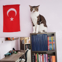 Tekir Kedi, Kedi  Badem fotoğrafı