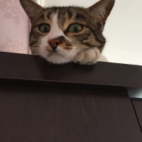 Tekir Kedi, Kedi  Badem fotoğrafı