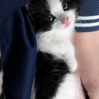 Tuxedo (Smokin) Kedi, Kedi  Paşa fotoğrafı