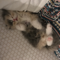 Exotic Shorthair, Kedi  Balım fotoğrafı