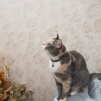 Tekir Kedi, Kedi  Minnoş fotoğrafı
