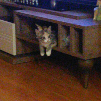 Tekir Kedi, Kedi  Minnoş fotoğrafı