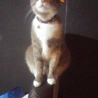 Tekir Kedi, Kedi  Minnoş fotoğrafı