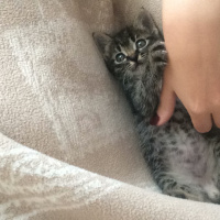Tekir Kedi, Kedi  Kivi fotoğrafı