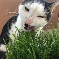 Tekir Kedi, Kedi  Avcı fotoğrafı