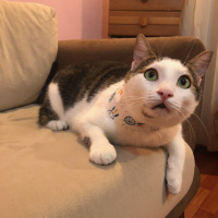Tekir Kedi, Kedi  Avcı fotoğrafı
