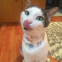 Tekir Kedi, Kedi  Avcı fotoğrafı