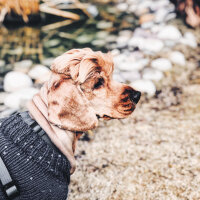 İngiliz Cocker Spaniel, Köpek  Sila fotoğrafı