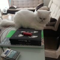 İran Kedisi (Persian), Kedi  Uras fotoğrafı