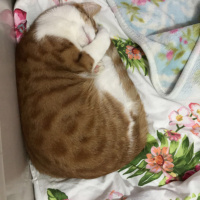 Sarman, Kedi  Luci fotoğrafı