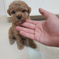 Poodle (Minyatür Kaniş), Köpek  Toffie fotoğrafı