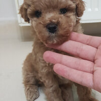 Poodle (Minyatür Kaniş), Köpek  Toffie fotoğrafı