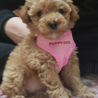 Poodle (Minyatür Kaniş), Köpek  Toffie fotoğrafı