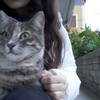 Tekir Kedi, Kedi  lucy fotoğrafı