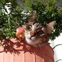 Tekir Kedi, Kedi  fındık fotoğrafı