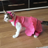 Tekir Kedi, Kedi  Pırtann fotoğrafı