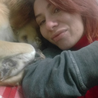 İngiliz Setter, Köpek  Afrodit fotoğrafı