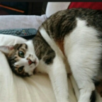 Tekir Kedi, Kedi  Rambo fotoğrafı