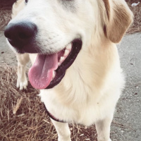 Golden Retriever, Köpek  Molly fotoğrafı