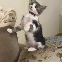 Tekir Kedi, Kedi  Mia fotoğrafı