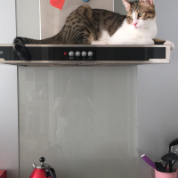 Tekir Kedi, Kedi  Mirkelam fotoğrafı