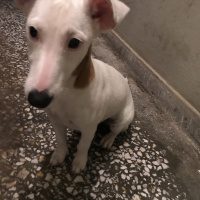 Jack Russell Terrier, Köpek  Puffy fotoğrafı