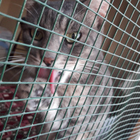 Tekir Kedi, Kedi  Bıdık fotoğrafı