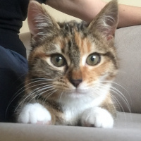 Tekir Kedi, Kedi  Minik fotoğrafı
