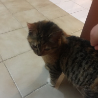 Tekir Kedi, Kedi  Minik fotoğrafı