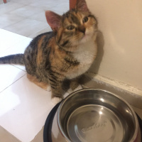 Tekir Kedi, Kedi  Minik fotoğrafı