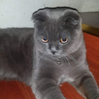 Scottish Fold, Kedi  Gölge fotoğrafı