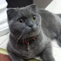 Scottish Fold, Kedi  Gölge fotoğrafı