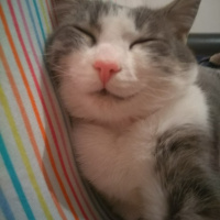 Tekir Kedi, Kedi  Gümüş fotoğrafı