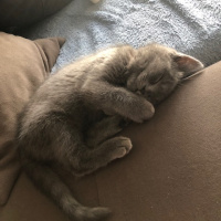 Mavi Rus, Kedi  TONİK fotoğrafı