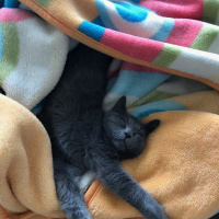Mavi Rus, Kedi  TONİK fotoğrafı