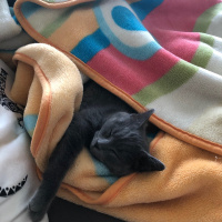 Mavi Rus, Kedi  TONİK fotoğrafı
