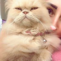 İran Kedisi (Persian), Kedi  Alice fotoğrafı