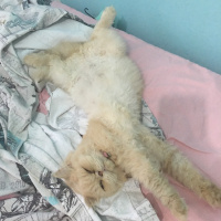 İran Kedisi (Persian), Kedi  Alice fotoğrafı